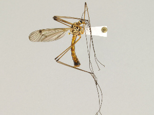  ( - CMNH475229)  @13 [ ] CreativeCommons - Attribution Non-Commercial Share-Alike (2010) Chen Young Carnegie Museum of Natural History