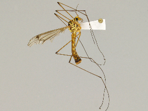  ( - CMNH475232)  @13 [ ] CreativeCommons - Attribution Non-Commercial Share-Alike (2010) Chen Young Carnegie Museum of Natural History