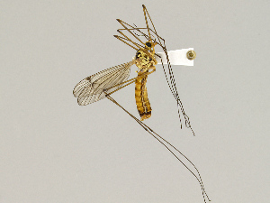  ( - CMNH475233)  @13 [ ] CreativeCommons - Attribution Non-Commercial Share-Alike (2010) Chen Young Carnegie Museum of Natural History