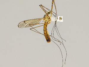  ( - CMNH475235)  @13 [ ] CreativeCommons - Attribution Non-Commercial Share-Alike (2010) Chen Young Carnegie Museum of Natural History