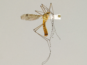  ( - CMNH475237)  @13 [ ] CreativeCommons - Attribution Non-Commercial Share-Alike (2010) Chen Young Carnegie Museum of Natural History