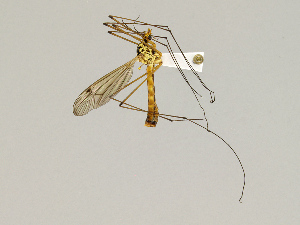  ( - CMNH475238)  @13 [ ] CreativeCommons - Attribution Non-Commercial Share-Alike (2010) Chen Young Carnegie Museum of Natural History