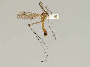  ( - CMNH475244)  @13 [ ] CreativeCommons - Attribution Non-Commercial Share-Alike (2010) Chen Young Carnegie Museum of Natural History