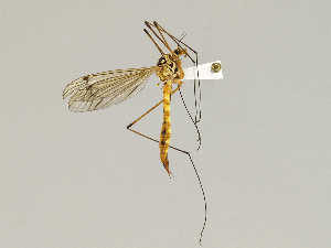 ( - CMNH475245)  @13 [ ] CreativeCommons - Attribution Non-Commercial Share-Alike (2010) Chen Young Carnegie Museum of Natural History