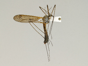  (Tipula moesta - CMNH543133)  @13 [ ] CreativeCommons - Attribution Non-Commercial Share-Alike (2010) Chen Young Carnegie Museum of Natural History