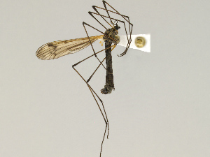  ( - CMNH543330)  @13 [ ] CreativeCommons - Attribution Non-Commercial Share-Alike (2010) Chen Young Carnegie Museum of Natural History