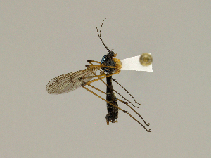  ( - CMNH543445)  @13 [ ] CreativeCommons - Attribution Non-Commercial Share-Alike (2010) Chen Young Carnegie Museum of Natural History