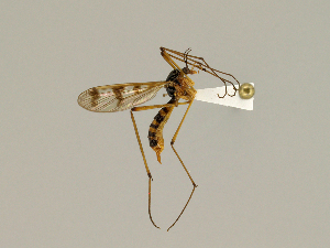  ( - CMNH259110)  @13 [ ] CreativeCommons - Attribution Non-Commercial Share-Alike (2010) Chen Young Carnegie Museum of Natural History