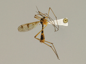  ( - CMNH301280)  @13 [ ] CreativeCommons - Attribution Non-Commercial Share-Alike (2010) Chen Young Carnegie Museum of Natural History