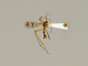  ( - CMNH307518)  @12 [ ] CreativeCommons - Attribution Non-Commercial Share-Alike (2010) Chen Young Carnegie Museum of Natural History