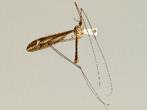  (Tipula caloptera - CMNH357155)  @13 [ ] CreativeCommons - Attribution Non-Commercial No Derivatives (2010) Chen Young Carnegie Museum