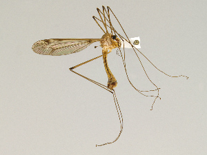  (Tipula submaculata - CMNH475144)  @13 [ ] CreativeCommons - Attribution Non-Commercial Share-Alike (2010) Chen Young Carnegie Museum of Natural History