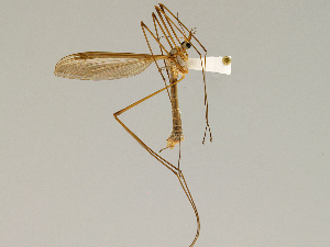  ( - CMNH28135)  @11 [ ] CreativeCommons - Attribution Non-Commercial Share-Alike (2010) Chen Young Carnegie Museum of Natural History