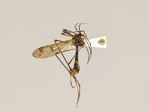  ( - CMNH451889)  @13 [ ] CreativeCommons - Attribution Non-Commercial Share-Alike (2010) Chen Young Carnegie Museum of Natural History