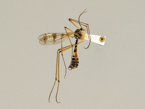  ( - CMNH410657)  @14 [ ] CreativeCommons - Attribution Non-Commercial Share-Alike (2010) Chen Young Carnegie Museum of Natural History