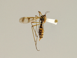  (Ptychoptera quadrifasciata - CMNH446697)  @14 [ ] CreativeCommons - Attribution Non-Commercial Share-Alike (2010) Chen Young Carnegie Museum of Natural History