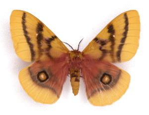  ( - BC-JJ2826-B03)  @13 [ ] Copyright (2010) Jo Joannou Research Collection of Jo Joannou