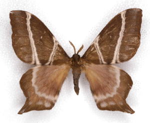  ( - BC-JJ2826-C12)  @13 [ ] Copyright (2010) Jo Joannou Research Collection of Jo Joannou