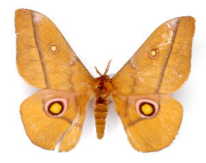  ( - BC-JJ2827-D02)  @14 [ ] Copyright (2010) Jo Joannou Research Collection of Jo Joannou
