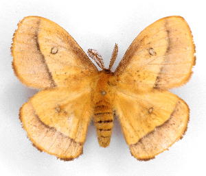  (Decachorda sp - BC-JJ2827-D05)  @11 [ ] Copyright (2010) Jo Joannou Research Collection of Jo Joannou