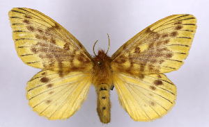  (Lechriolepis pulchra - BC-JJ2828_F02)  @15 [ ] Copyright (2010) Jo Joannou Research Collection of Jo Joannou