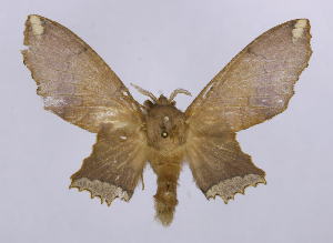  (Opisthodontia flavipicta - BC-JJ2828_G02)  @11 [ ] Copyright (2010) Jo Joannou Research Collection of Jo Joannou