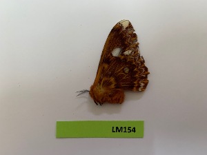  (Pararhodia meeki - LM154)  @11 [ ] By-SA Creative Common (2022) David Lane Research collection of David Lane