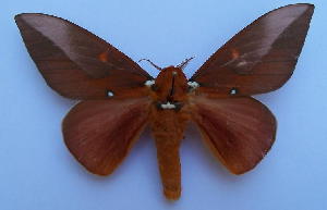  (Schausiella santarosensis - LEH 106)  @14 [ ] Copyright (2010) Robert Lehman Butterfly and Insect Museum, La Ceiba