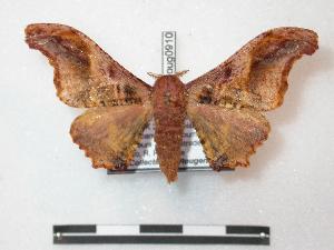  ( - BC-Roug0910)  @13 [ ] Copyright (2010) Rodolphe Rougerie Research Collection of Rodolphe Rougerie