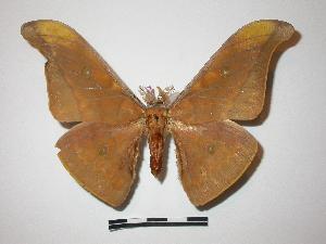  (Antheraea ulrichpaukstadti - BC-Roug1067)  @14 [ ] Copyright (2010) Rodolphe Rougerie Research Collection of Rodolphe Rougerie