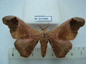  ( - BC-EST0665)  @14 [ ] Copyright (2010) Yves Estradel Research Collection of Yves Estradel