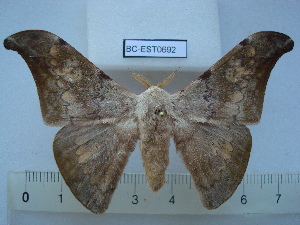  ( - BC-EST0692)  @14 [ ] Copyright (2010) Yves Estradel Research Collection of Yves Estradel