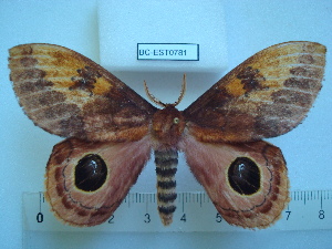  ( - BC-EST0781)  @13 [ ] Copyright (2010) Yves Estradel Research Collection of Yves Estradel