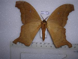  ( - BC-EST0241)  @14 [ ] Copyright (2010) Yves Estradel Research Collection of Yves Estradel