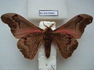  ( - BC-EST0665)  @14 [ ] Copyright (2010) Yves Estradel Research Collection of Yves Estradel