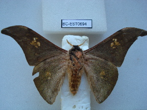  ( - BC-EST0694)  @14 [ ] Copyright (2010) Yves Estradel Research Collection of Yves Estradel