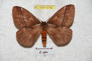  (Pseudodirphia andicoloides - BC-RBP 5749)  @14 [ ] Copyright (2010) Ron Brechlin Research Collection of Ron Brechlin