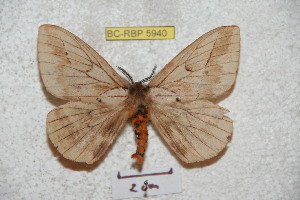  (Pseudodirphia obhuanucensis - BC-RBP 5940)  @13 [ ] Copyright (2010) Ron Brechlin Research Collection of Ron Brechlin