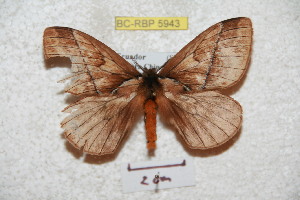  (Pseudodirphia zamorcola - BC-RBP 5943)  @13 [ ] Copyright (2010) Ron Brechlin Research Collection of Ron Brechlin