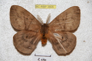  (Periphoba yungasiana - BC-RBP 3805)  @13 [ ] Copyright (2010) Ron Brechlin Research Collection of Ron Brechlin