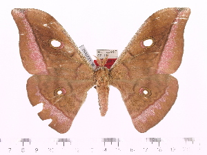  (Antheraea myanmarensis - BC-ULP0003)  @14 [ ] Copyright (2010) Ulrich Paukstadt Research Collection of Ulrich and Laela Paukstadt