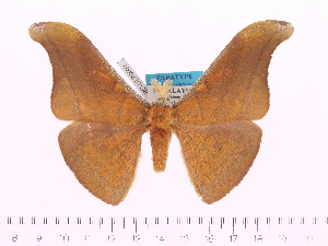  (Antheraea ulrichbroschi - BC-ULP0009)  @15 [ ] Copyright (2010) Ulrich Paukstadt Research Collection of Ulrich and Laela Paukstadt