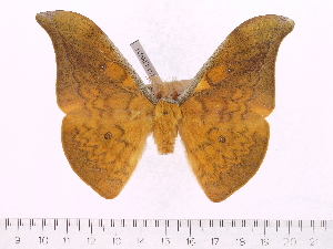  (Antheraea torajaensis - BC-ULP0031)  @14 [ ] Copyright (2010) Ulrich Paukstadt Research Collection of Ulrich and Laela Paukstadt