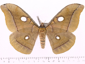  (Antheraea kelimutuensis - BC-ULP0063)  @15 [ ] Copyright (2010) Ulrich Paukstadt Research Collection of Ulrich and Laela Paukstadt