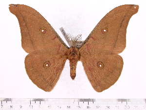  (Antheraea jawabaratensis - BC-ULP0140)  @14 [ ] Copyright (2010) Ulrich Paukstadt Research Collection of Ulrich and Laela Paukstadt