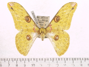  ( - BC-ULP0152)  @13 [ ] Copyright (2010) Ulrich Paukstadt Research Collection of Ulrich and Laela H. Paukstadt
