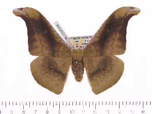  (Antheraea fusca - BC-ULP0164)  @14 [ ] Copyright (2010) Ulrich Paukstadt Research Collection of Ulrich and Laela Paukstadt