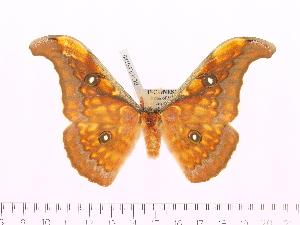  (Antheraea larissa larissa - BC-ULP0180)  @14 [ ] Copyright (2010) Ulrich Paukstadt Research Collection of Ulrich and Laela Paukstadt