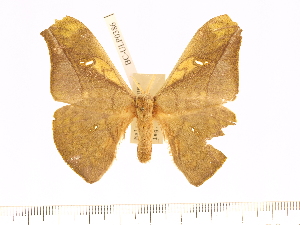  (Antheraea rosieri crockerensis - BC-ULP0386)  @13 [ ] Copyright (2010) Ulrich Paukstadt Research Collection of Ulrich and Laela H. Paukstadt