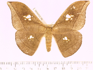  (Antheraea rosieri dawnaensis - BC-ULP0390)  @15 [ ] Copyright (2010) Ulrich Paukstadt Research Collection of Ulrich and Laela H. Paukstadt